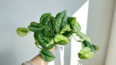 シンゴニウム：日陰でも育ち、ほとんど枯れない植物